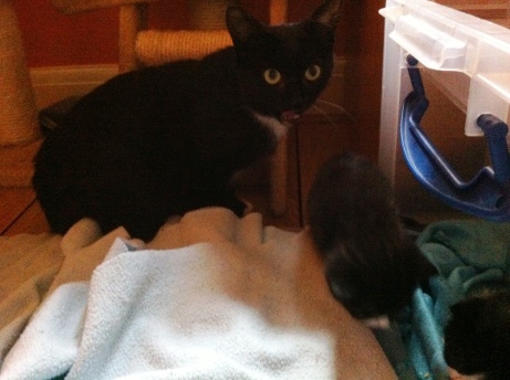 tab and mowse kittens interested in life outside the cot14