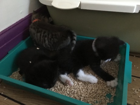 jette kittens litter tray (2)
