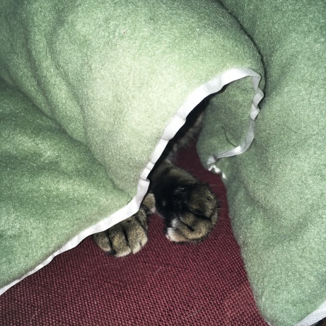 under a blanket